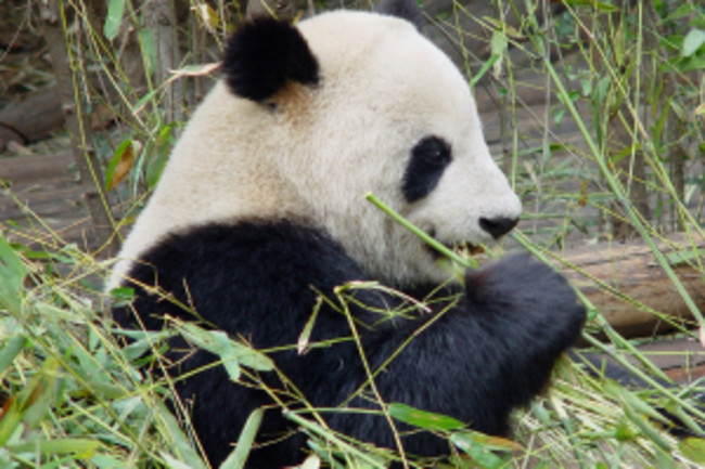 Could Pandas Be An Evolutionary Mistake Or Proof Of An Intelligent Designer Discover Magazine Could Pandas Be An Evolutionary Mistake Or Proof Of An Intelligent Designer Discover Magazine