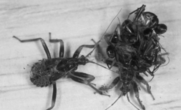 Assassin_Bug.jpg