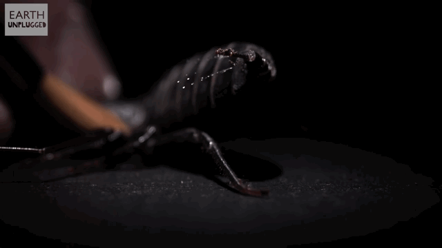 Vinegaroon_spray.gif