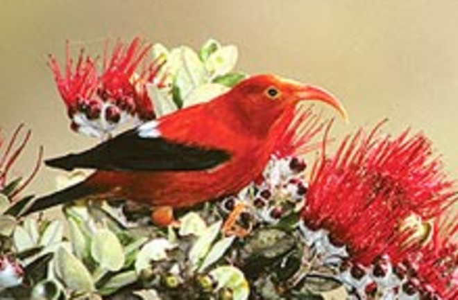 hawaiian-bird.jpg