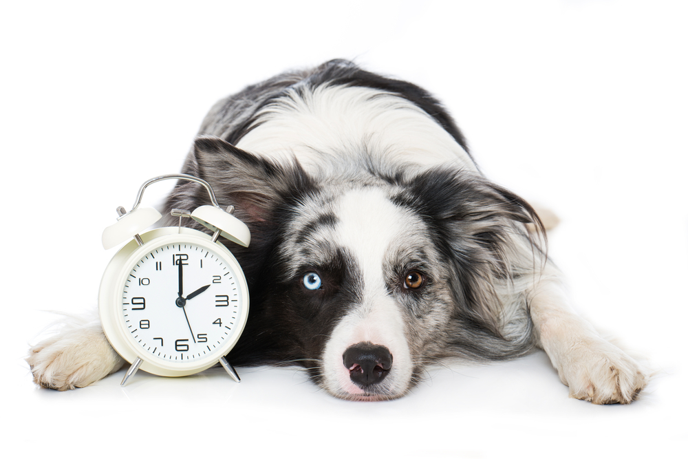 Dogs And Cognition: How Do We Know If Dogs Have A Sense Of Time? | Discover  Magazine