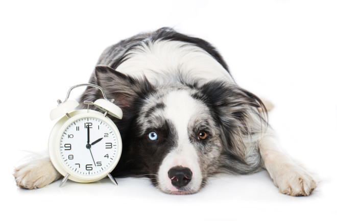 A dog's sense of time 