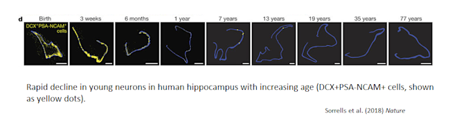 sorrells_neurogenesis.png