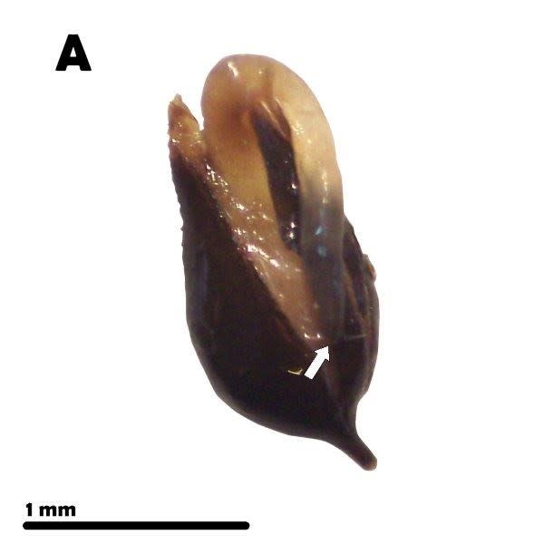 snake-seed-germinated-seed.jpg