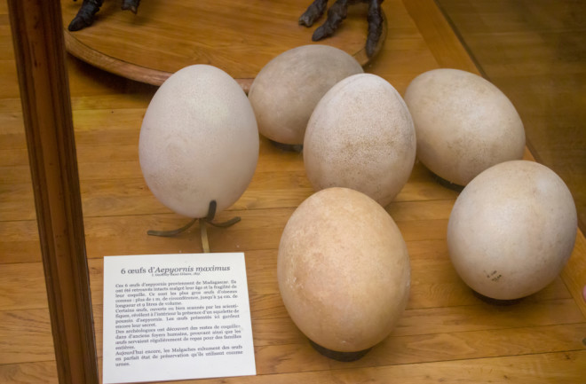 elephant bird eggs in the Gallery of Paleontology and Comparative Anatomy of National Museum of Natural History. Paris, France.