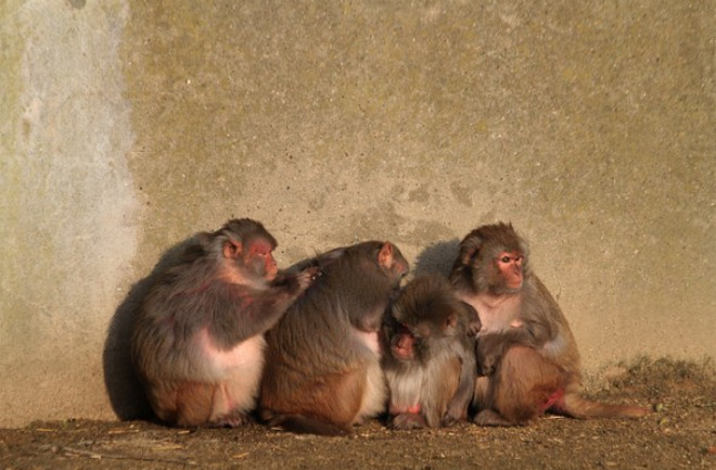 rhesus-macaques-e1334166920622.jpg