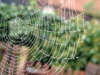 spiderweb.jpg