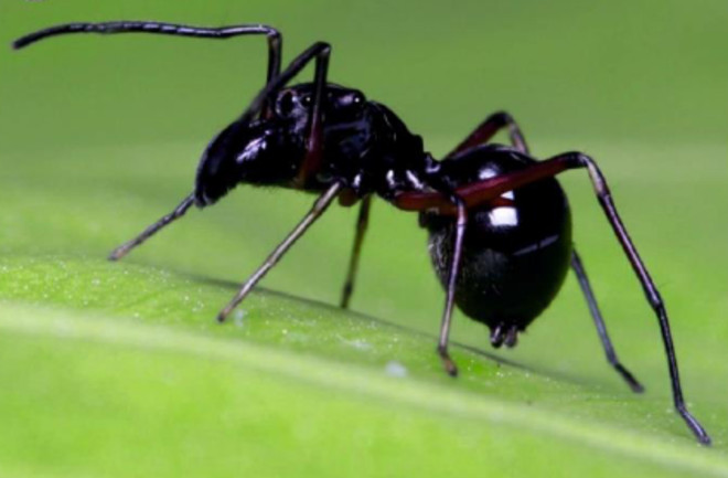 A shiny black jumping spider, Toxeus magnus, resembles an ant.