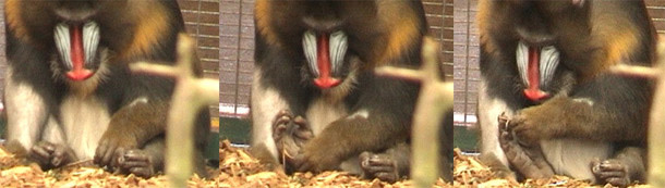 Mandrill.jpg