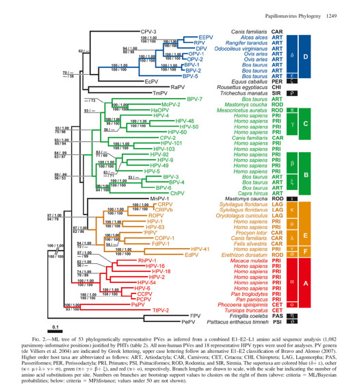 small%20HPV%20tree.jpg