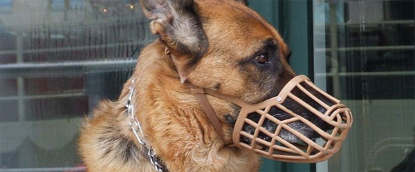 Muzzled_watchdog.jpg