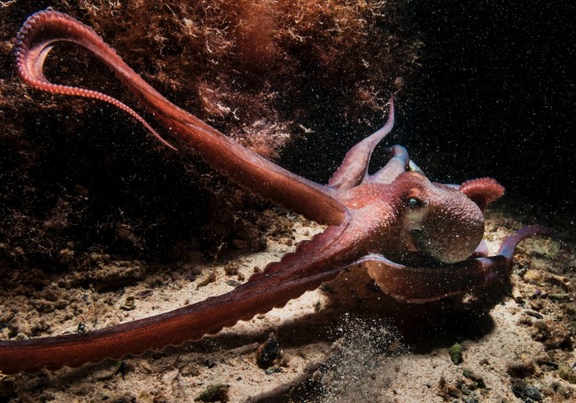 octopus in seahorse paradise