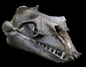 janjucetus%20300.jpg