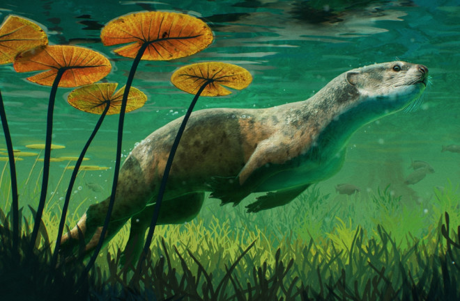 Artist impression of the stem pinniped Potamotherium valletoni in his natural, freshwater environment.