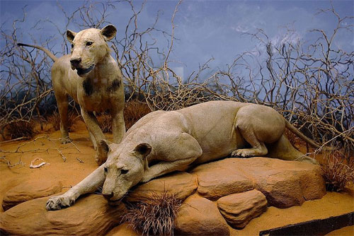 Lions of Tsavo