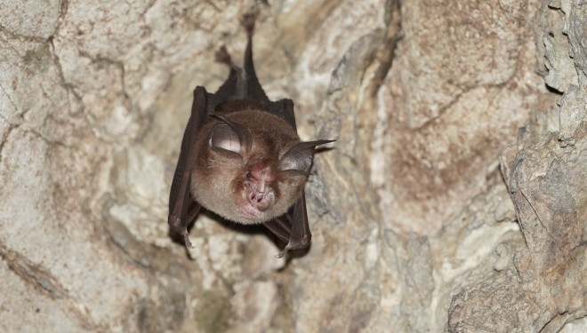 Bumblebee bat