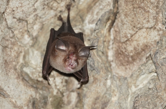 Bumblebee bat