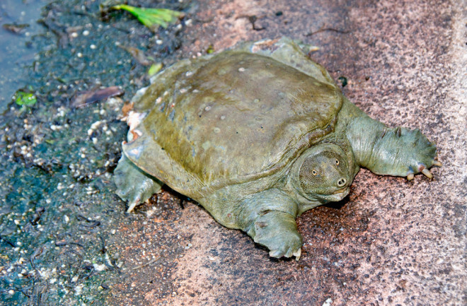 turtle-urine.jpg