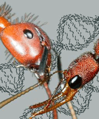 ant.gif