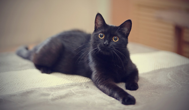 Blacky, Bad Cat Wiki