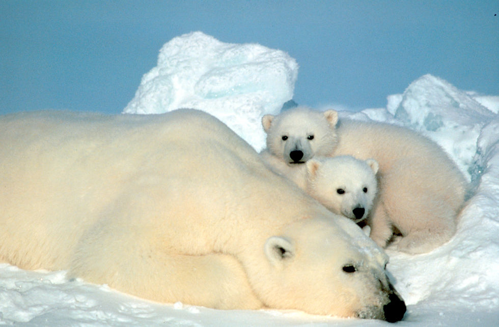 Ursus_maritimus_Steve_Amstrup.jpg