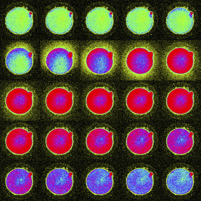 Spark of Life Discover Magazine