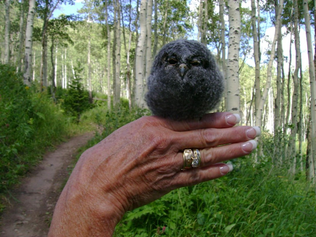 Flammulated-Owl-1024x768.jpg