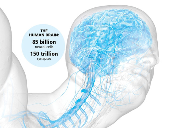 Our Bodies Velocities By The Numbers Discover Magazine