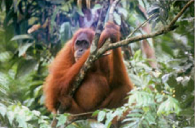 orangutanweb.jpg