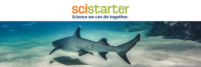 SciStarter Sharks Header