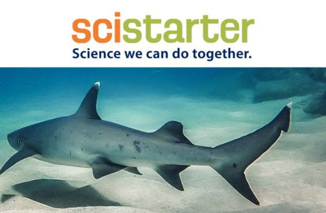 SciStarter Sharks Header