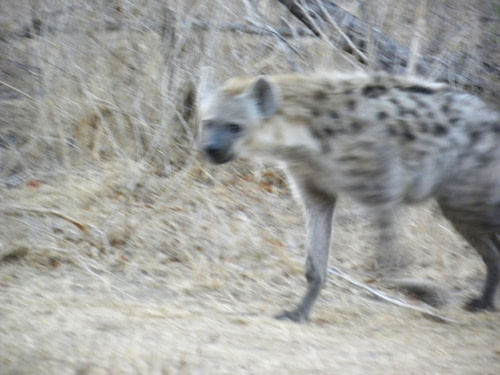Hyenamoving.jpg