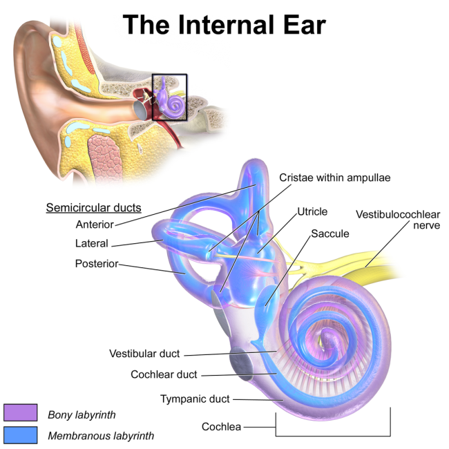 Sistema Vestibular - Wikijournal of medicine