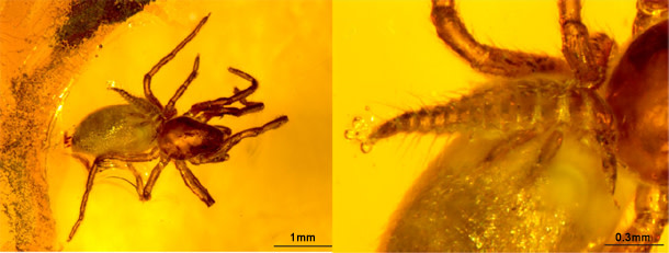 Mantidfly_amber_spider.jpg