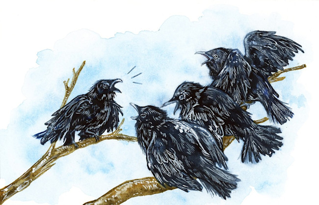 corvids