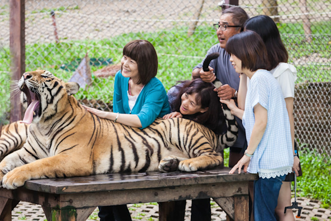 tiger petting zoo - shutterstock