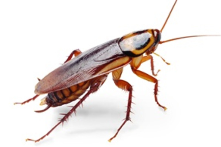 The Roach Replication Crisis