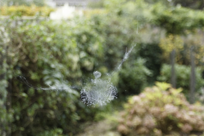 imprint from bird hitting window - shutterstock