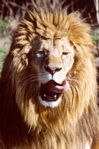 Lion100.jpg