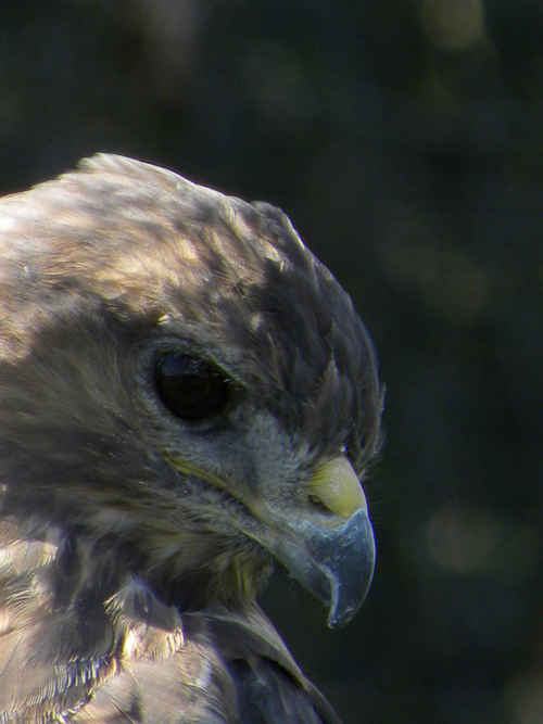 Buzzard.jpg
