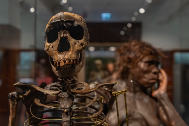 ancient human skeleton in museum