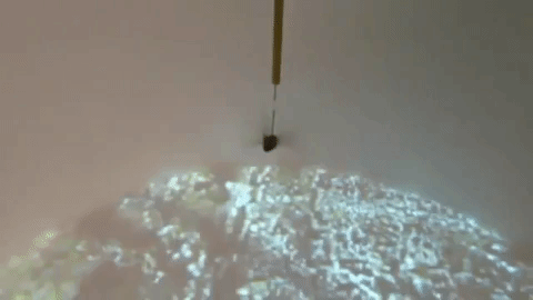 Moth in flight simulator gif - Eric Warrant