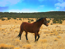 horse220.jpg
