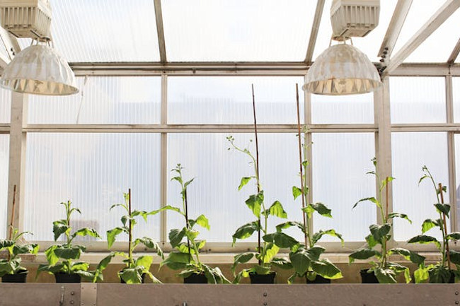Engineered Plants - CCBY