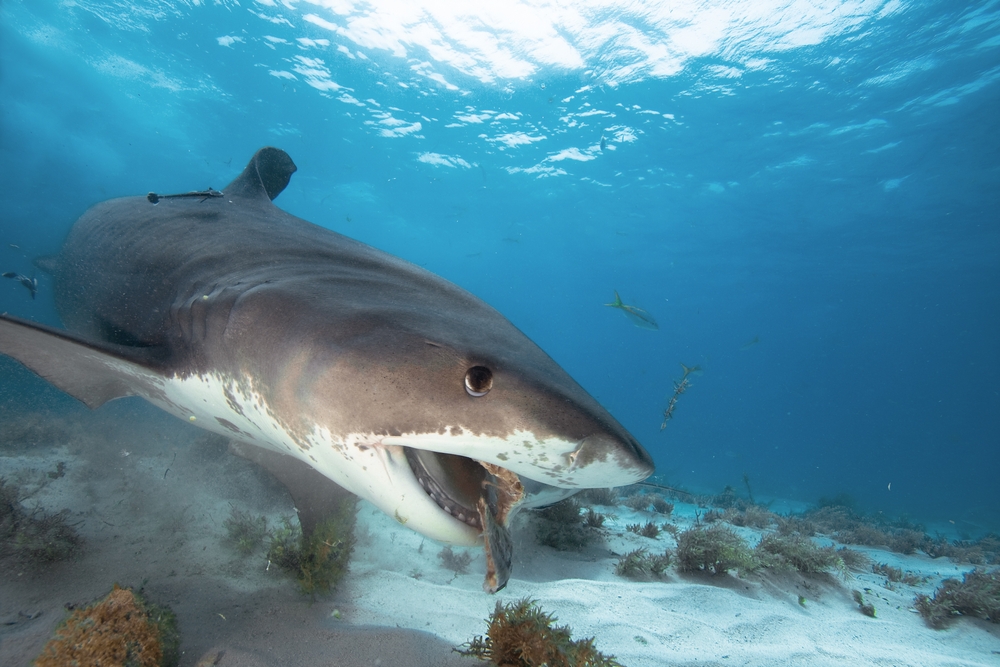 Are Sharks Ingesting Bales of Cocaine and Other Pollutants?