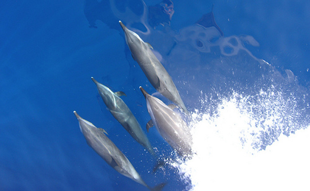 Dolphin_pod.jpg