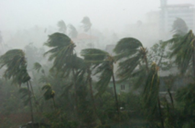 cyclone-trees.jpg