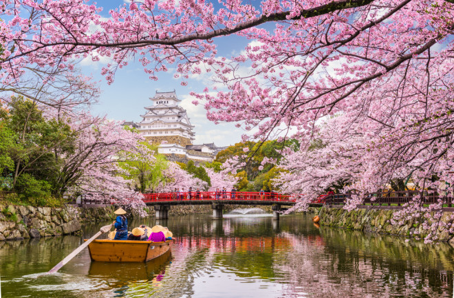 cherry trees in Japan