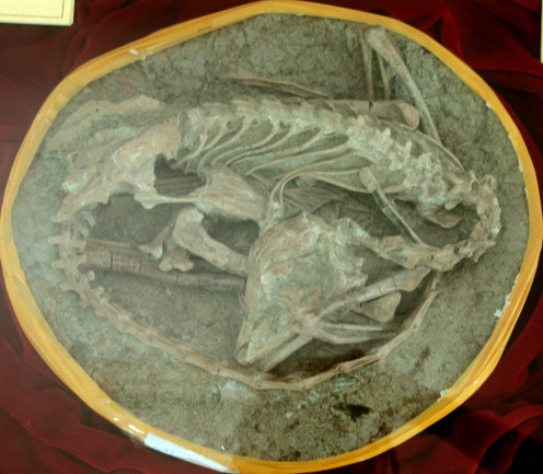 Mei Long fossil, sleeping dragon