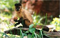Black-stripedCapuchin.jpg